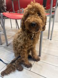 Reunited Female Dog last seen 15th and lombard, Philadelphia, PA 19146