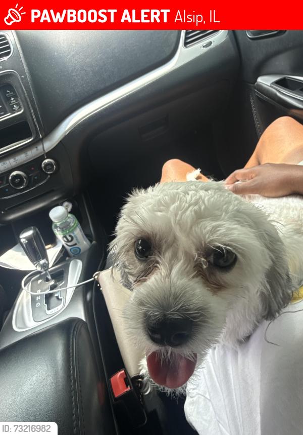 Lost Female Dog last seen Near S Pulaski Rd Alsip, IL 60803 United States, Alsip, IL 60803