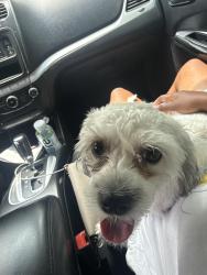 Lost Female Dog last seen Near S Pulaski Rd Alsip, IL 60803 United States, Alsip, IL 60803