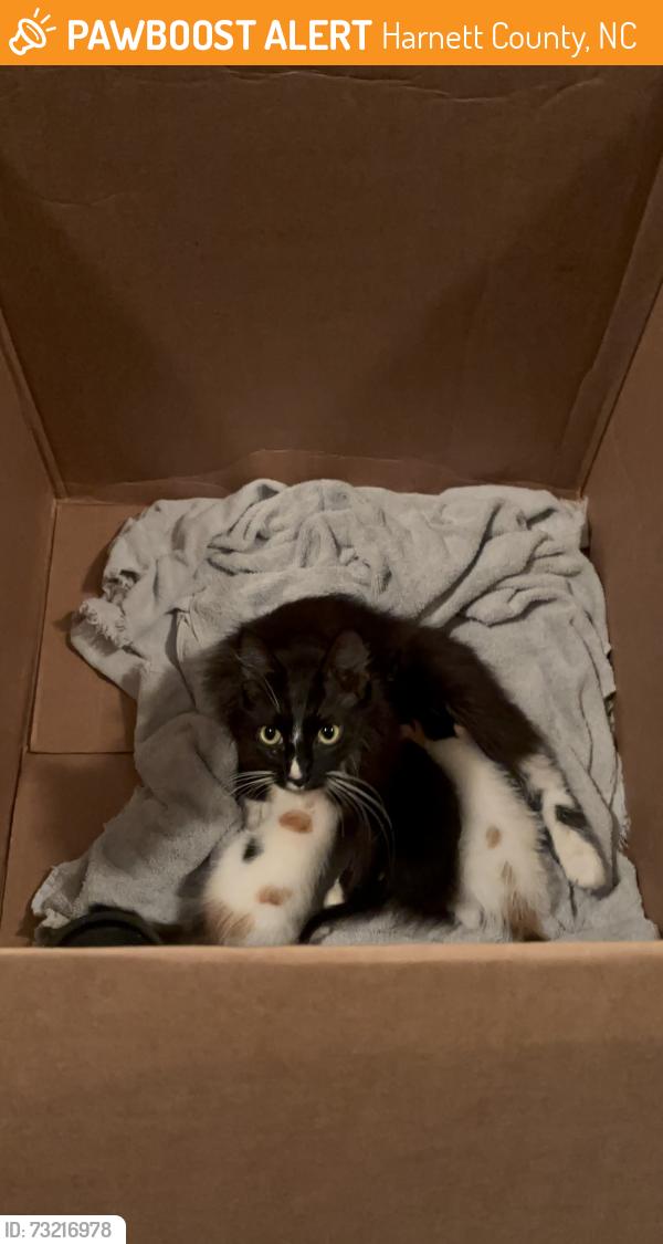 Found/Stray Female Cat last seen Trotters ridge, Harnett County, NC 27546