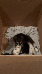 Found/Stray Female Cat last seen Trotters ridge, Harnett County, NC 27546