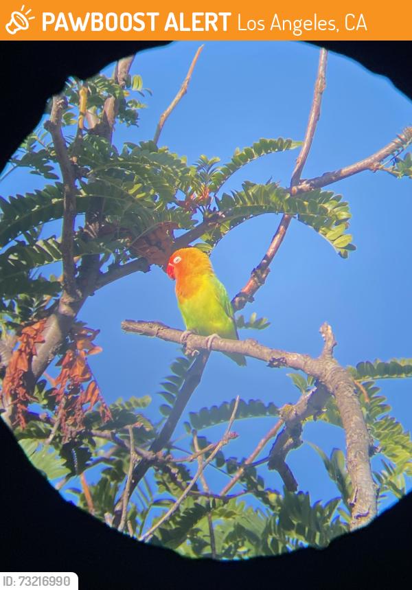 Found/Stray Unknown Bird last seen Sepulveda Basin Wildlife Reserve, by the bathrooms and parking lot roundabout, Los Angeles, CA 91436
