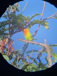 Found/Stray Unknown Bird last seen Sepulveda Basin Wildlife Reserve, by the bathrooms and parking lot roundabout, Los Angeles, CA 91436