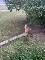Found/Stray Unknown Cat last seen Near Hampton’s drive nw Calgary, Calgary, AB 