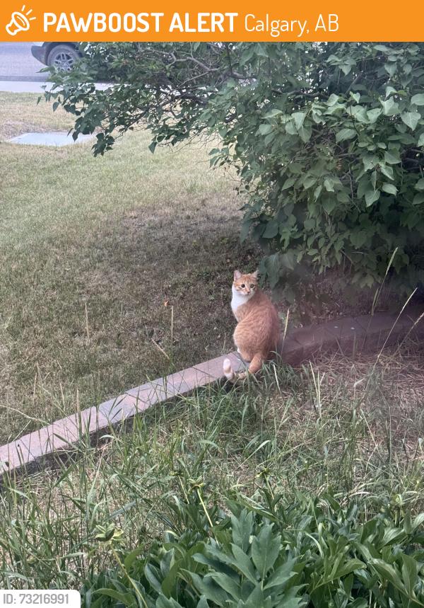 Found/Stray Unknown Cat last seen Near Hampton’s drive nw Calgary, Calgary, AB 