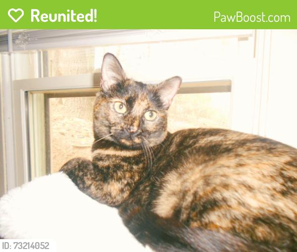 Reunited Female Cat last seen Boone Park Ave & Valencia Rd, Jacksonville, FL 32205