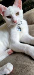 Reunited Male Cat last seen Libbey ave, Fort Worth, TX 76107