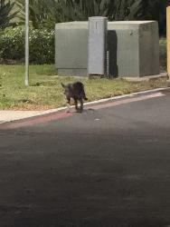 Found/Stray Unknown Cat last seen Near greencastle ave, City of Industry, CA 91748