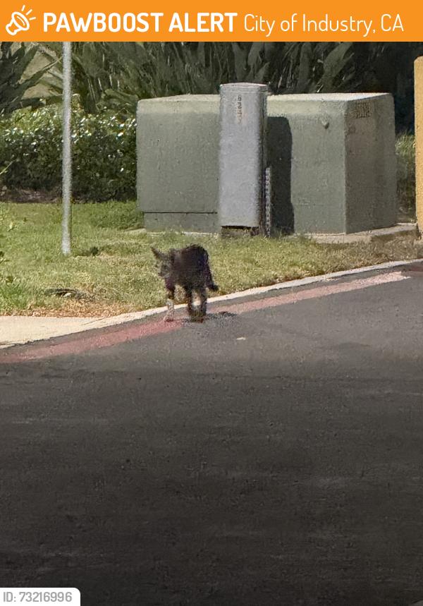 Found/Stray Unknown Cat last seen Near greencastle ave, City of Industry, CA 91748