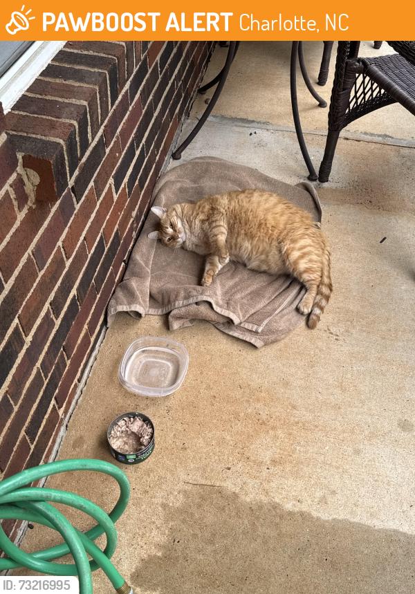 Found/Stray Female Cat last seen Cougar lane, Charlotte, NC 28269