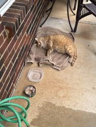 Found/Stray Female Cat last seen Cougar lane, Charlotte, NC 28269