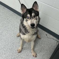Shelter Stray Male Dog last seen , 5801 Graye Ln, Caldwell, ID 83607, USA