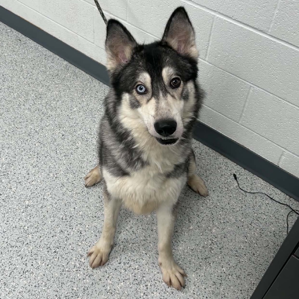 Shelter Stray Male Dog last seen , 5801 Graye Ln, Caldwell, ID 83607, USA
