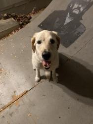 Found/Stray Male Dog last seen 30th & Cedar, San Diego, CA 92102