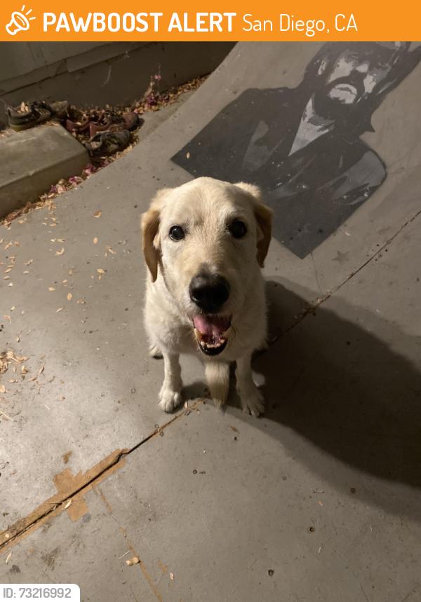 Found/Stray Male Dog last seen 30th & Cedar, San Diego, CA 92102