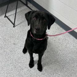Shelter Stray Male Dog last seen , 5801 Graye Ln, Caldwell, ID 83607, USA