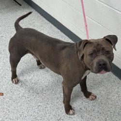 Shelter Stray Male Dog last seen , 5801 Graye Ln, Caldwell, ID 83607, USA