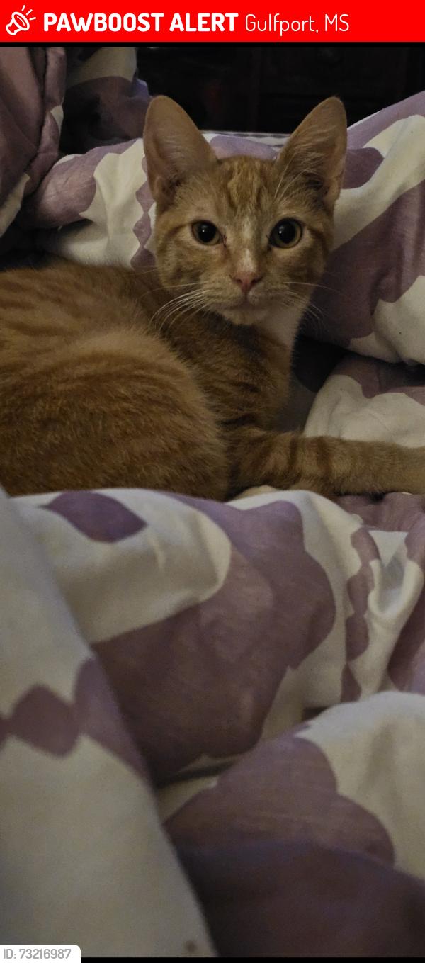 Lost Male Cat last seen Old Highway 49 and Highway 59, Gulfport, MS 39503