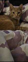 Lost Male Cat last seen Old Highway 49 and Highway 59, Gulfport, MS 39503