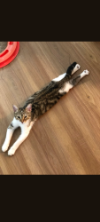 Lost Female Cat last seen Redondo Beach Blvd and Van Ness, Gardena, CA 90249