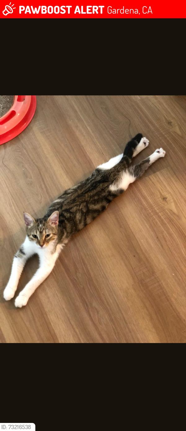 Lost Female Cat last seen Redondo Beach Blvd and Van Ness, Gardena, CA 90249