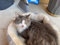 Lost Female Cat last seen Lee trevino, El Paso, TX 79907