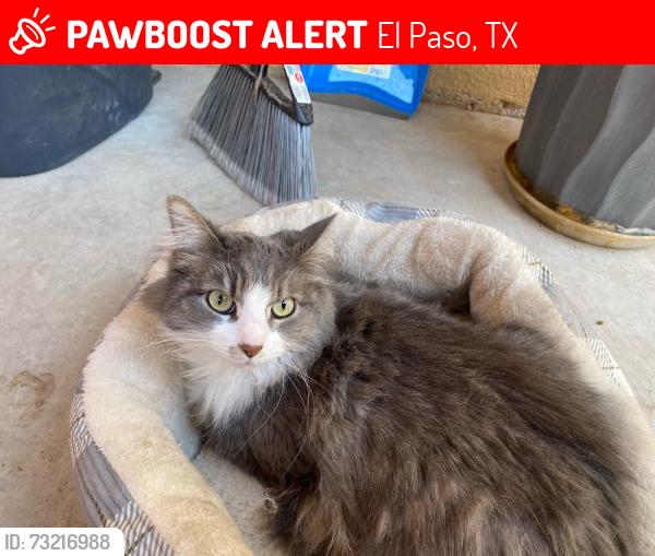 Lost Female Cat last seen Lee trevino, El Paso, TX 79907
