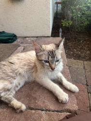 Found/Stray Unknown Cat last seen Near heb on washington, Houston, TX 77007