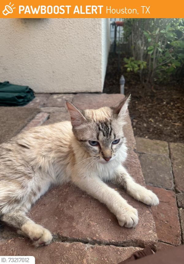 Found/Stray Unknown Cat last seen Near heb on washington, Houston, TX 77007