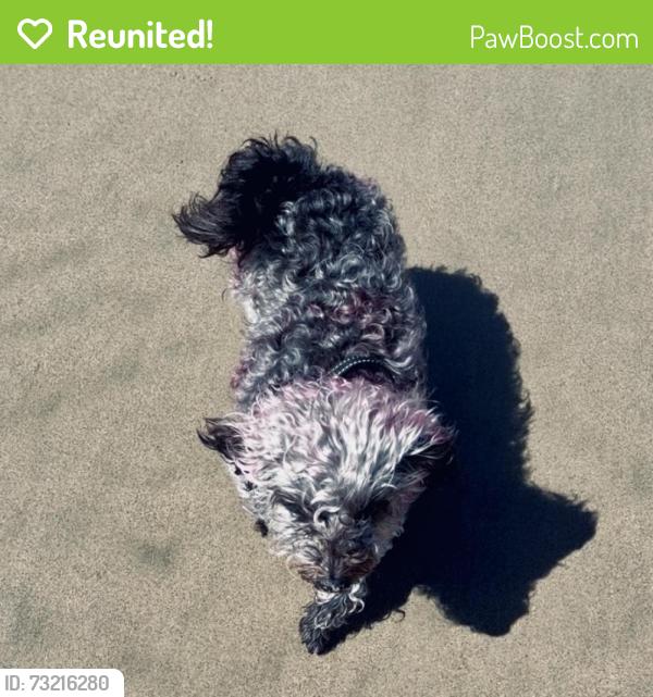 Reunited Female Dog last seen Newport Ave/ San Juan, Tustin, CA 92780