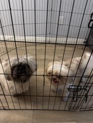 Reunited Male Dog last seen Blue diamond and Durango , Arlington ranch community, Las Vegas, NV 89178
