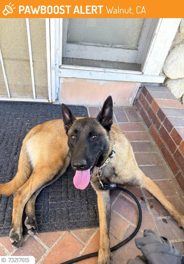 Found/Stray Female Dog last seen Valley and fairway, Walnut, CA 91789