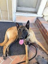 Found/Stray Female Dog last seen Valley and fairway, Walnut, CA 91789