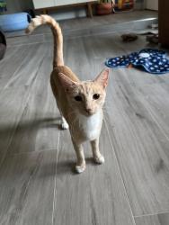 Found/Stray Male Cat last seen Bonney Briar Drive and LaQuinta, Missouri City, TX 77459