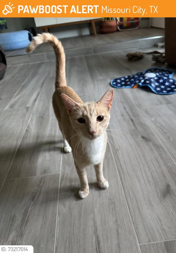 Found/Stray Male Cat last seen Bonney Briar Drive and LaQuinta, Missouri City, TX 77459