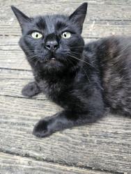 Found/Stray Male Cat last seen Roscos, Zirconia, NC 28790