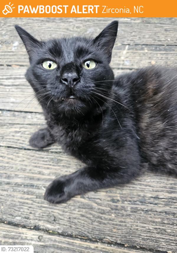 Found/Stray Male Cat last seen Roscos, Zirconia, NC 28790
