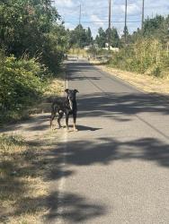 Found/Stray Unknown Dog last seen Springwater corridor trail near 103rd & foster, Portland, OR 97266