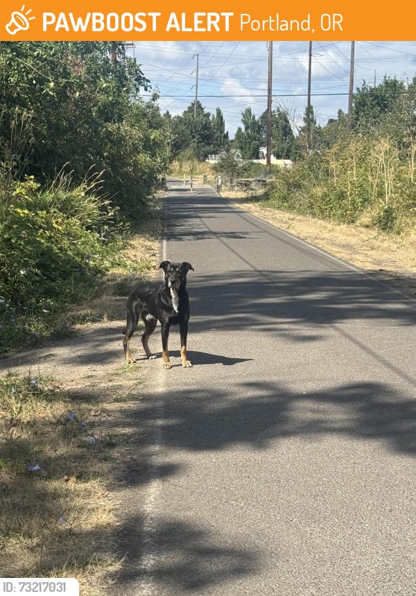 Found/Stray Unknown Dog last seen Springwater corridor trail near 103rd & foster, Portland, OR 97266