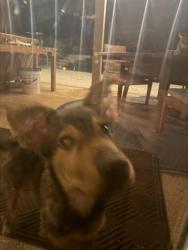 Found/Stray Unknown Dog last seen Melody lane and ottinger, Keller, TX 76262