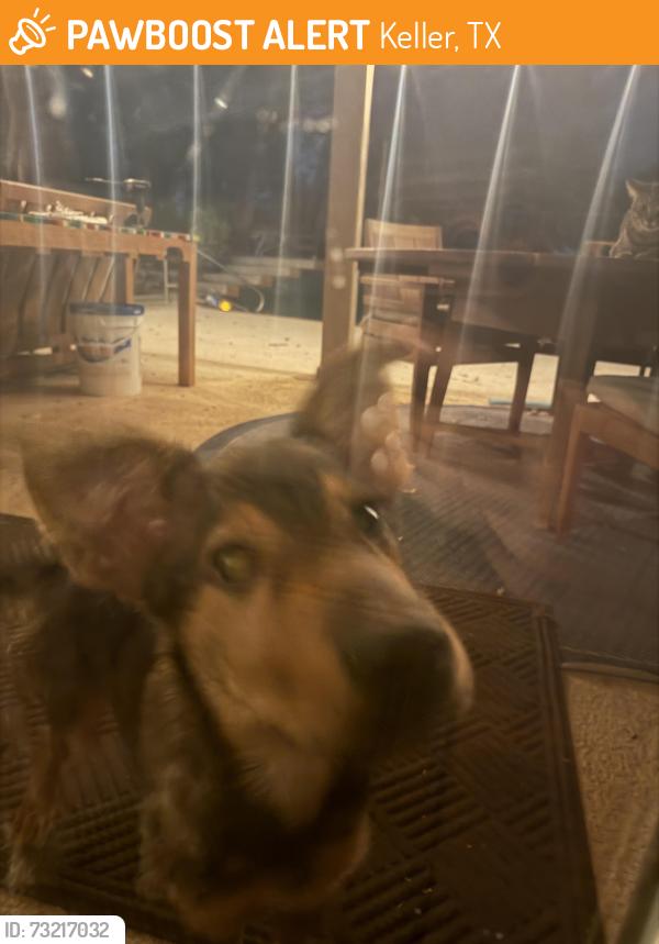 Found/Stray Unknown Dog last seen Melody lane and ottinger, Keller, TX 76262
