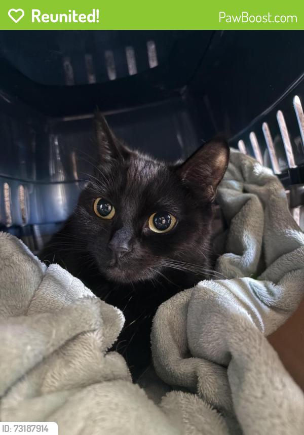 Reunited Female Cat last seen Radford Avenue, Prince Rock, England PL4 9PB