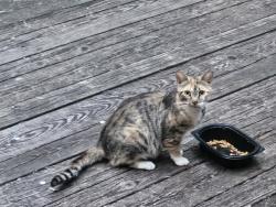 Found/Stray Female Cat last seen Roscos, Zirconia, NC 28790
