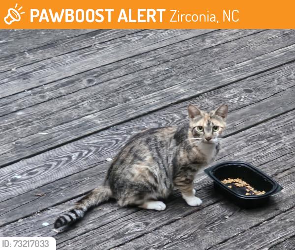 Found/Stray Female Cat last seen Roscos, Zirconia, NC 28790
