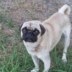Found/Stray Male Dog last seen cr 615, thompson road, Alvarado, TX 76009