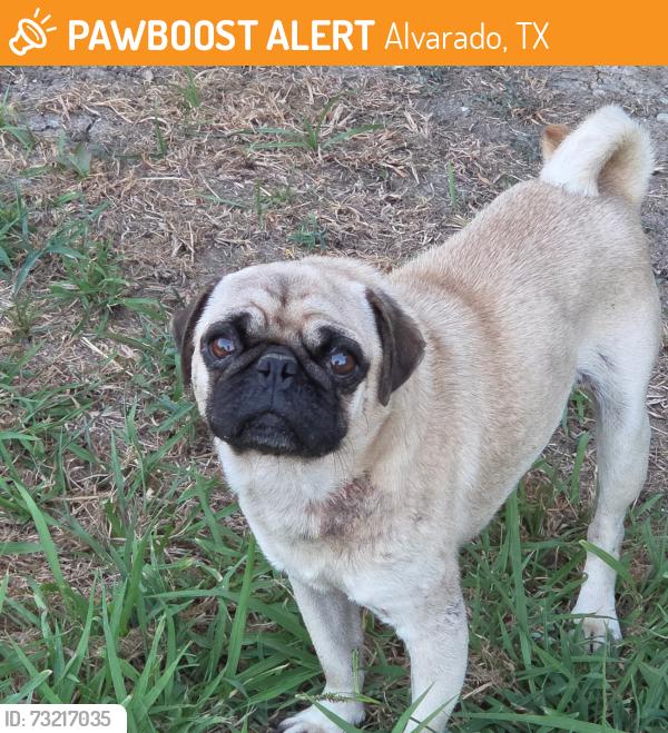 Found/Stray Male Dog last seen cr 615, thompson road, Alvarado, TX 76009