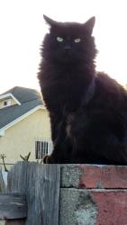 Reunited Male Cat last seen Olympic And Bronson, Los Angeles, CA 90019