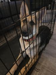 Found/Stray Female Dog last seen South of shiver, on trace ridge pkwy, Fort Worth, TX 76244