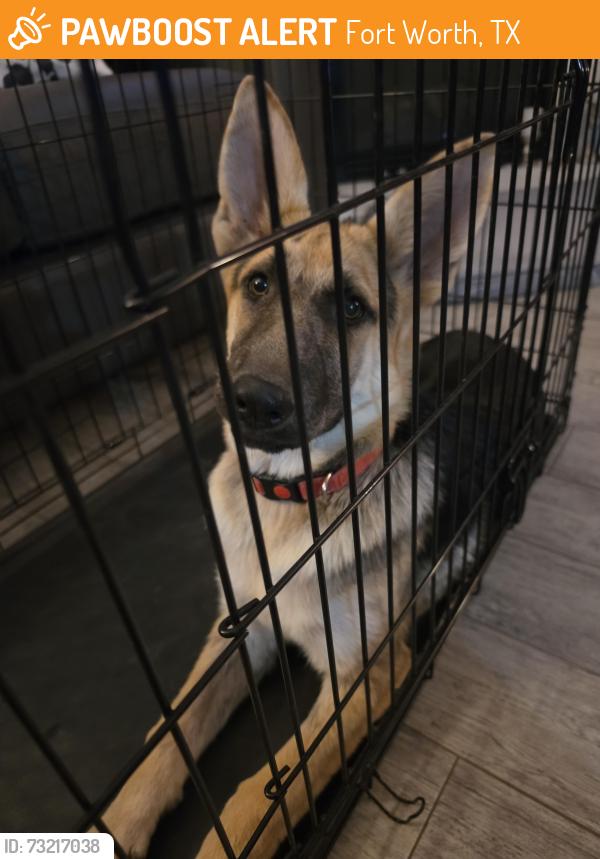 Found/Stray Female Dog last seen South of shiver, on trace ridge pkwy, Fort Worth, TX 76244