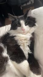 Lost Male Cat last seen He was stuck in a tree in the front of the beach for a long time all day then we got him out and ran by the restrooms, Lake Milton, OH 44429